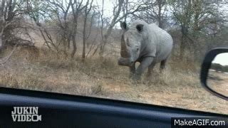 charging rhino gif.